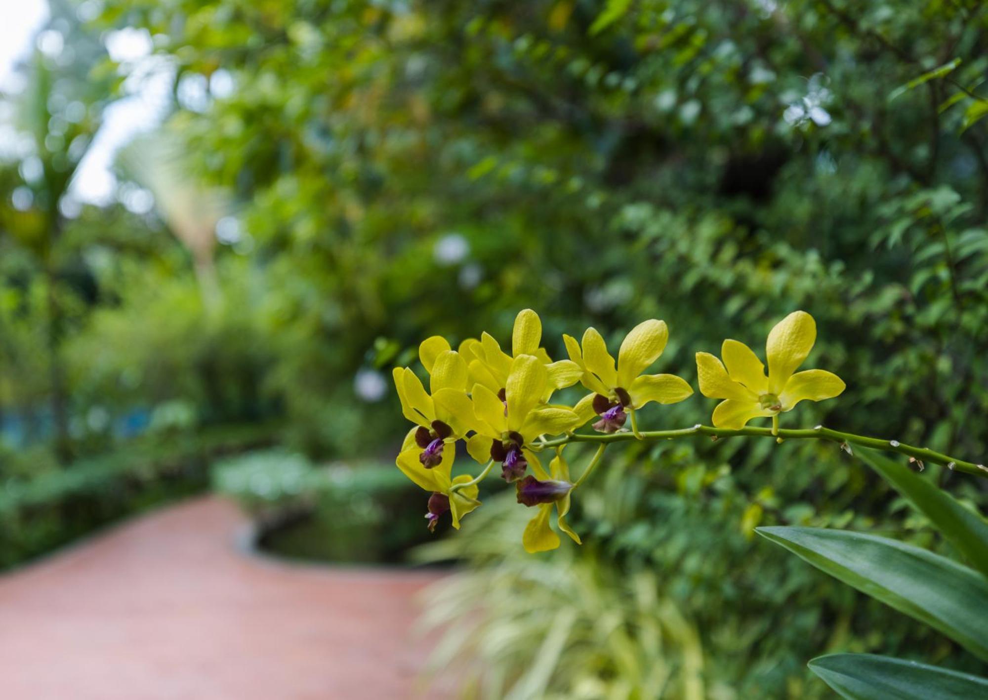 Golden Vishnu Villa Siem Reap Exterior photo